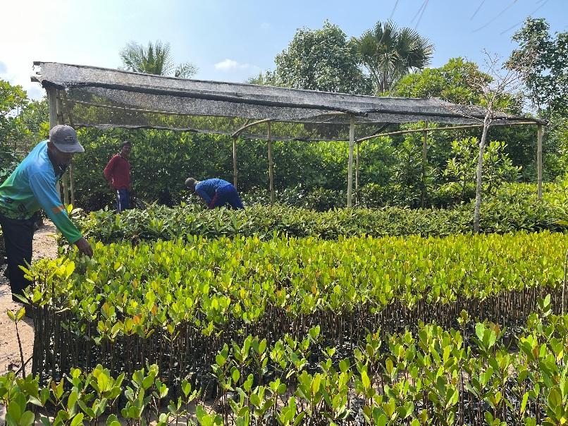 Santapan Mangrove: Rasa Cilacap yang Menghargai Alam